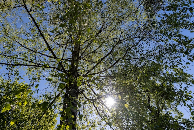 Laubbäume im Frühling bei sonnigem Wetter. Hohe Bäume mit grünem Laub im Frühling