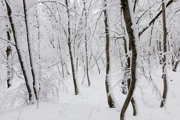 Laubbäume im Schnee im Winter