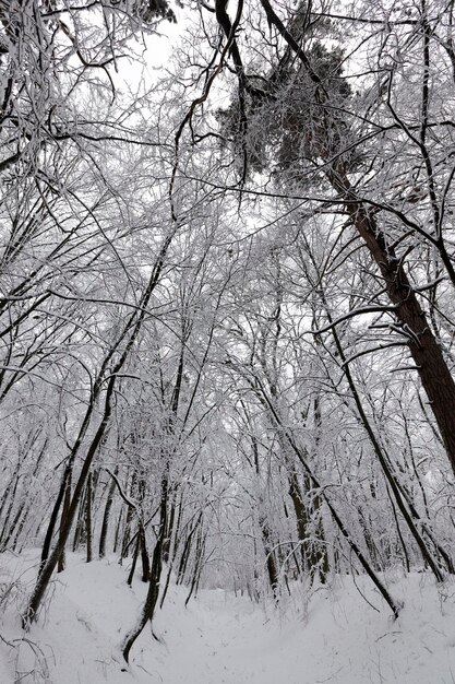 Laubbäume im Schnee im Winter