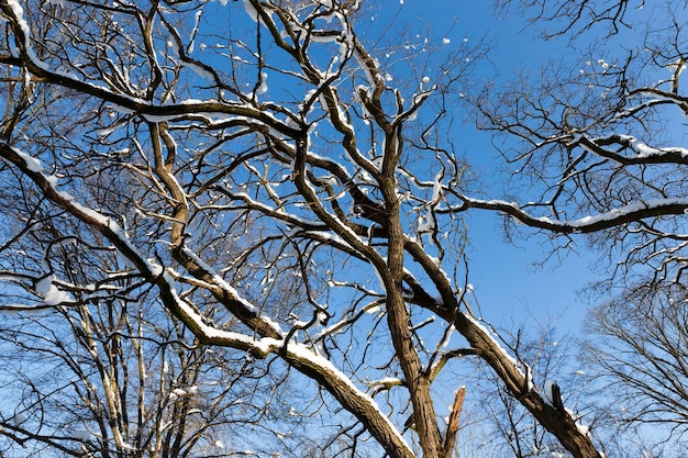 Laubbäume im Schnee im Winter