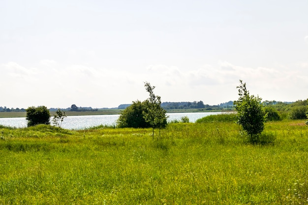 Laubbäume im Sommer