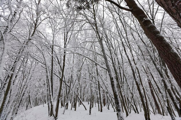 Laubbäume im Winter mit Schnee bedeckt