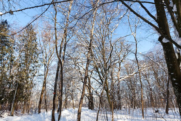 Laubbäume im Winter mit Schnee bedeckt