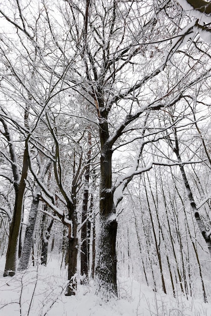 Laubbäume im Winter mit Schnee bedeckt