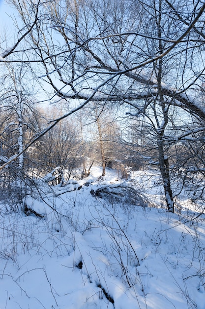 Laubbäume im Winter mit Schnee und Frost bedeckt