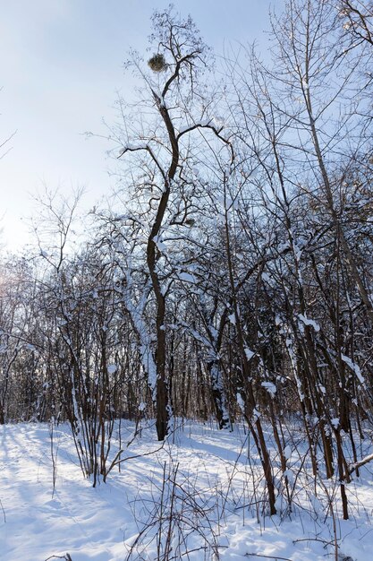 Laubbäume im Winter nach einem Schneefall