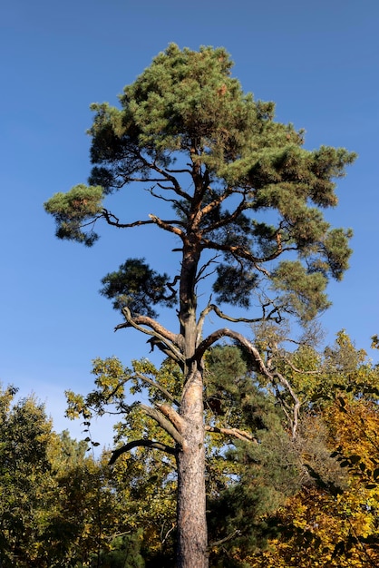 Laubbäume in der Herbstsaison mit buntem Laub