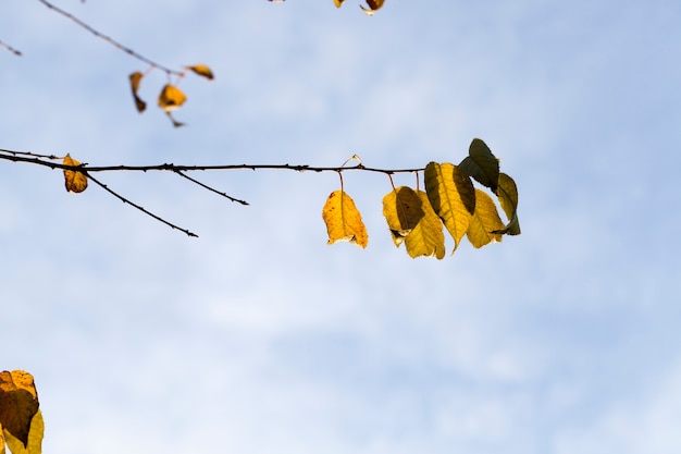 Laubbäume in der Herbstsaison während des Laubfalls