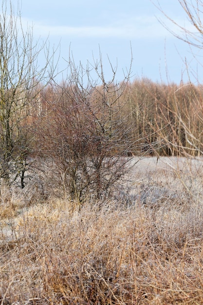 Laubbäume in der Wintersaison ohne Laub