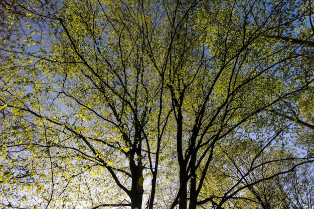 Laubbäume in einem Mischwald im Frühling schöne junge grüne Blätter im Park