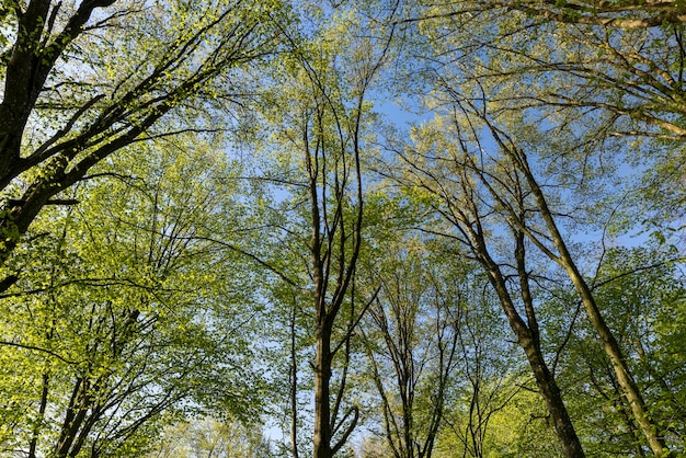 Laubbäume in einem Mischwald im Frühling schöne junge grüne Blätter im Park