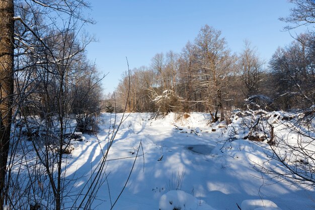 Laubbäume mit Schnee bedeckt