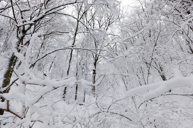 Laubbäume ohne Blätter im Schnee nach Schneestürmen und Schneefällen, Naturphänomene in der Wintersaison mit Pflanzen und Bäumen ohne Blätter