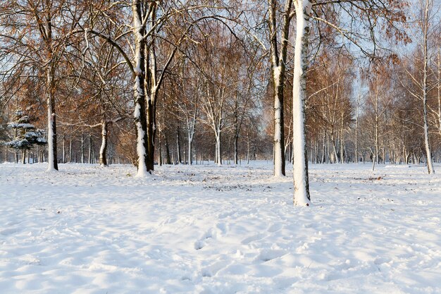 Laubbäume ohne Blätter im Winter.