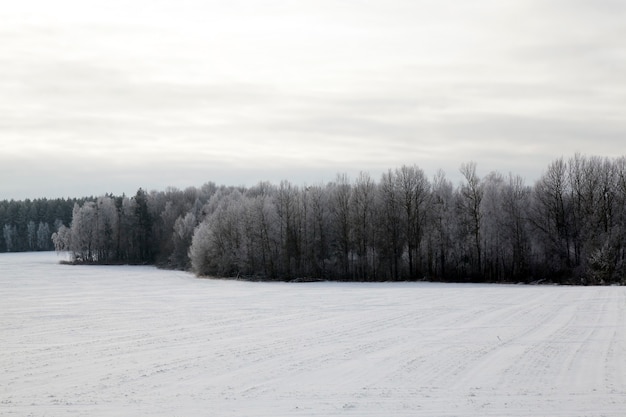 Laubbäume ohne Laub in der Wintersaison