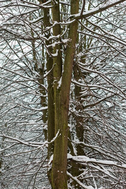 Laubbaum mit schneebedeckten Ästen im Wald. Gefrorene Baumrinde, eisiger Stamm und Äste, Winterwaldlandschaft.