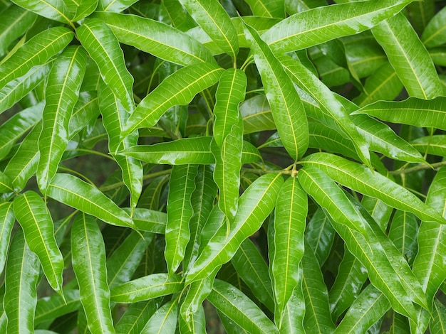 Laubbüsche in einem tropischen Garten nach Regen. Sommernatur nach Regen.