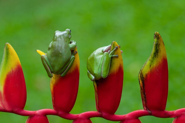 Laubfrösche sitzen auf einer Heliconia mit Bokeh-Hintergrund