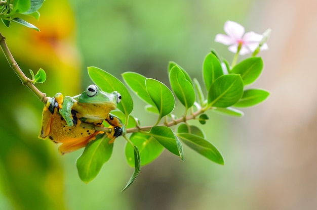 Laubfrosch auf einem Blatt Laubfrosch Frosch fliegender Frosch