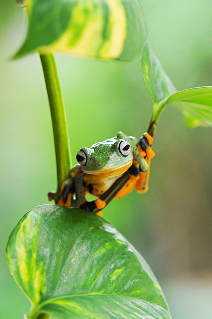 Laubfrosch auf einem Blatt Laubfrosch Frosch fliegender Frosch