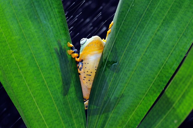 Laubfrosch auf einem Blatt Laubfrosch Frosch fliegender Frosch