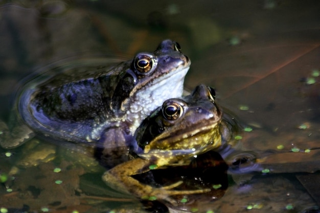 Laubfrosch Fliegender Frosch, der Tiernahaufnahme lacht