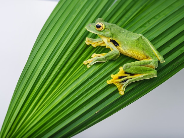 Laubfrosch (Rhacophorus kio)