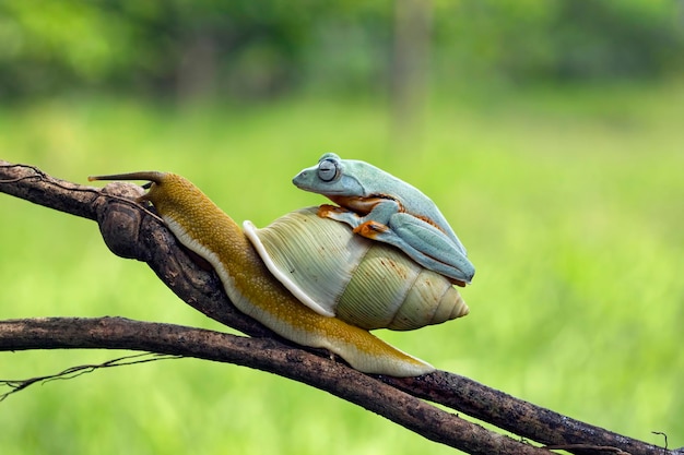 Laubfrosch sitzt auf Körperschnecke