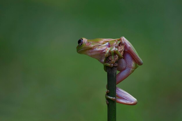 Laubfrosch