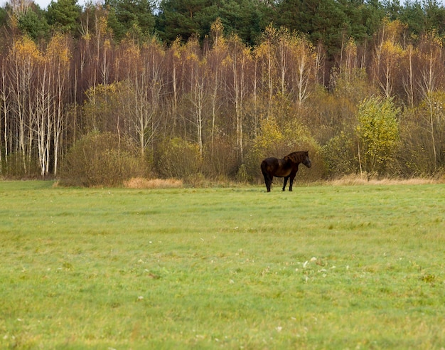 Laubpflanzen der goldenen Birke, Herbstnatur