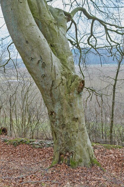 Laubwald Dänemark Laubwald unbebaut Dänemark