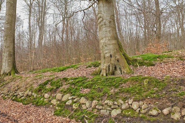 Laubwald Dänemark Laubwald unbebaut Dänemark