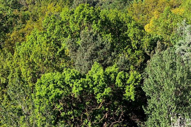 Laubwald mit gemischten Bäumen und wachsenden Kiefern und Fichten mit hellem, hellem Laub im Frühling