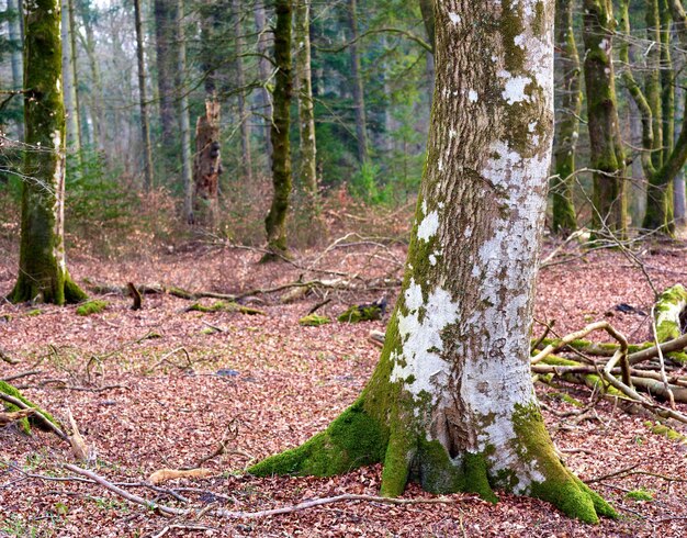 Laubwaldbaum Laubwald unkultiviert