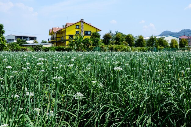 Lauch-Schnittlauch-Gemüse