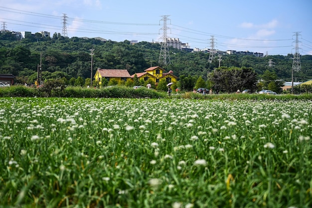 Lauchblüten Schnittlauch