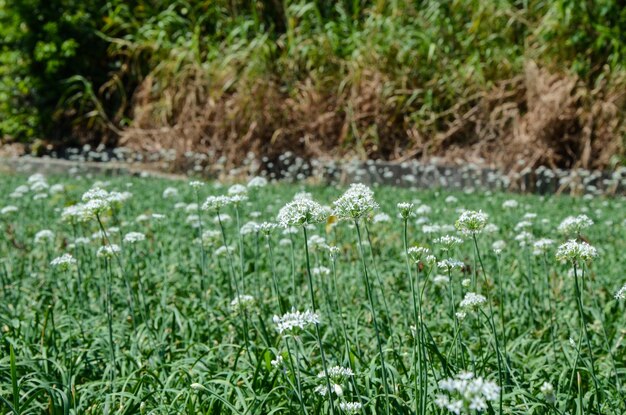 Lauchblumen in der Farm