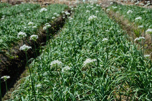 Lauchblumen in der Farm