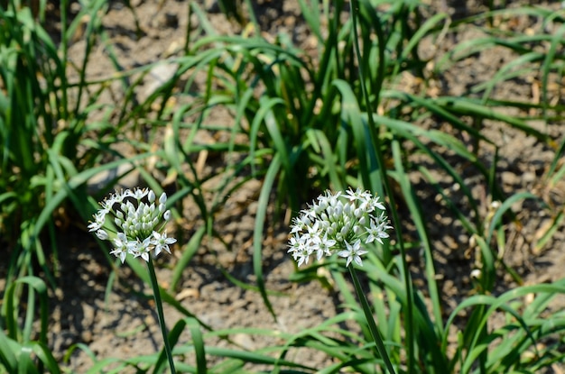 Lauchblumen in der Farm