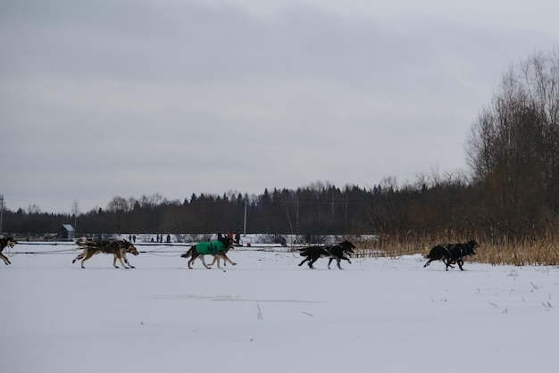 Laufen mit Hunden für Ausdauer- und Langstreckenwettbewerbe Alaskan Huskies arbeiten