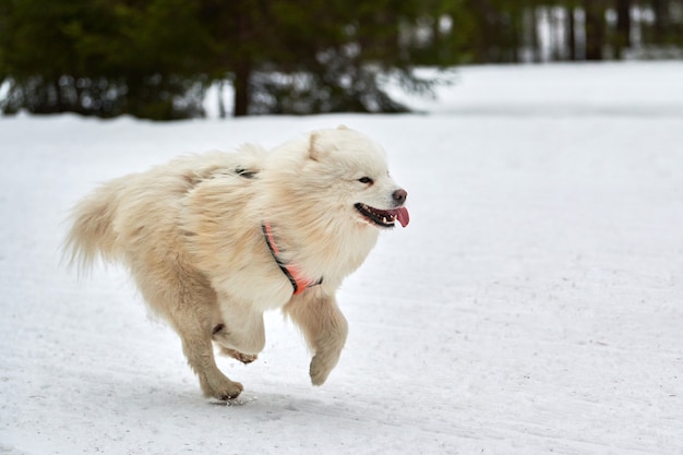 Laufen Samojede Hund auf Schlittenhunderennen