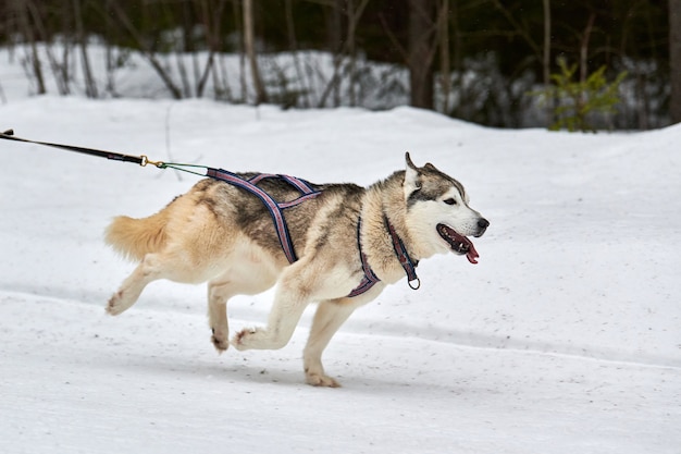 Laufende Hunde auf Schlittenhunderennen auf schneebedeckter Überlandstraße