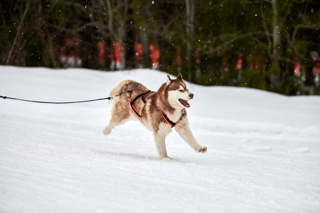 Laufende Hunde auf Schlittenhunderennen auf schneebedeckter Überlandstraße