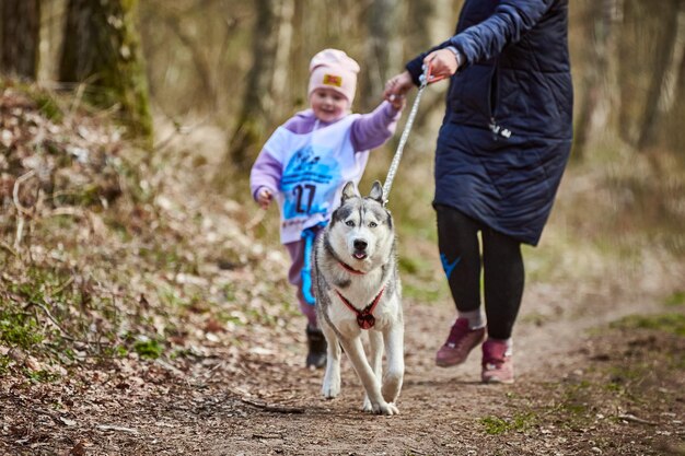 Laufende Mutter und Mädchen mit ziehendem Siberian Husky-Schlittenhund im Geschirr auf herbstlicher Forststraße