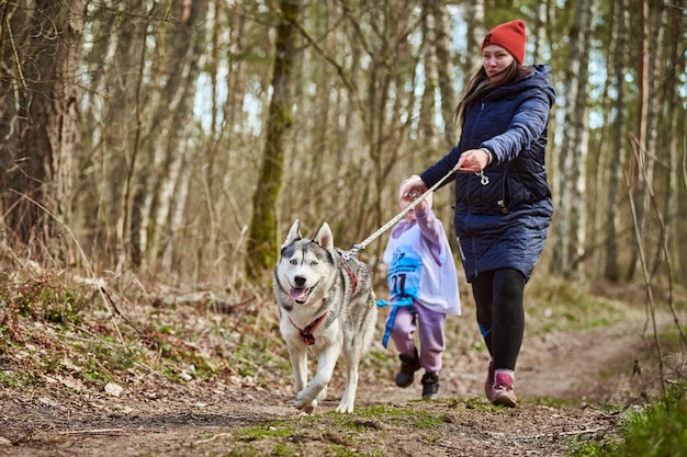 Laufende Mutter und Mädchen mit ziehendem Siberian Husky-Schlittenhund im Geschirr auf herbstlicher Forststraße