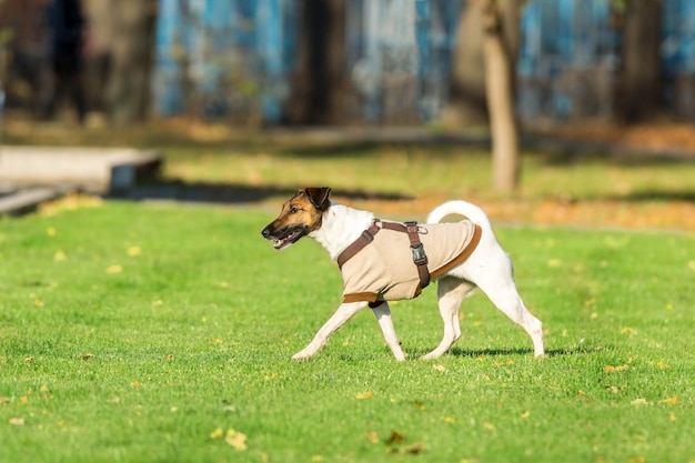 Laufender Hund auf Gras