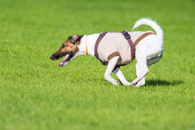 Laufender Hund auf Gras