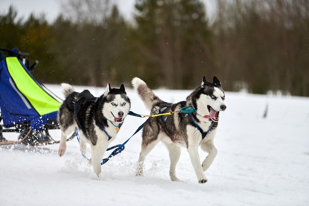 Laufender Husky-Hund auf Schlitten im Winter