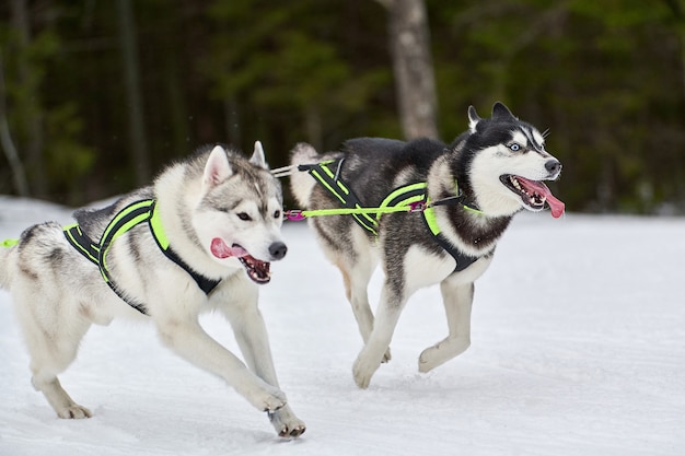 Laufender Husky-Hund auf Schlitten im Winter