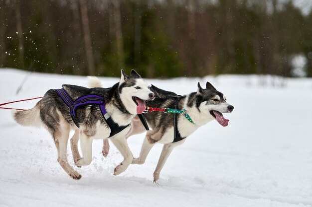 Laufender Husky-Hund auf Schlittenhunderennen. Winterhundesportschlitten-Teamwettbewerb